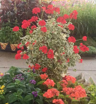 geraniums totem